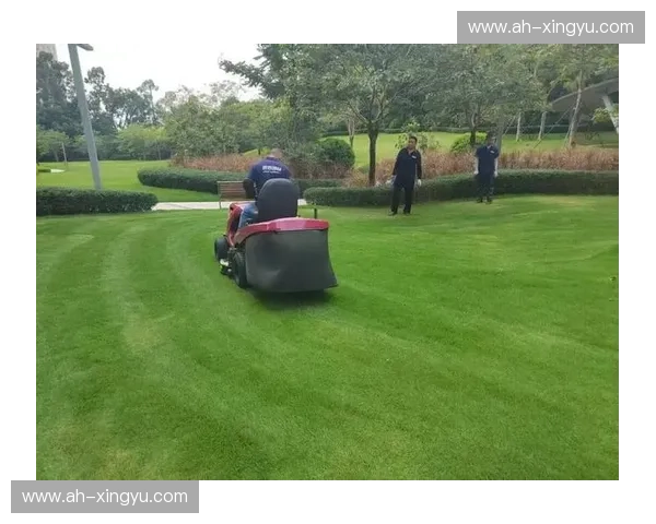 球场专用补草工具高效修复草坪保持绿意如初